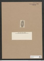 Navicula propingua A.Schm. (de-Toni-Nr.: Genus 1, Species 318) Zeichnungen Sammlung Grunow Nr. 724 (NHMW-BOT-W0367108)